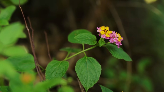 马缨丹五色梅臭草马缨花