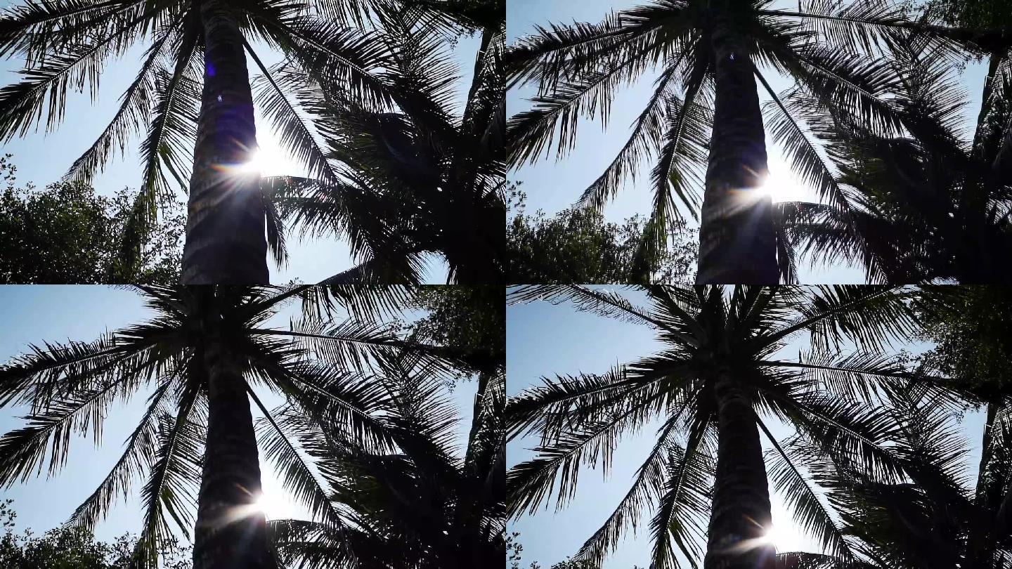 海南三亚椰子树剪影