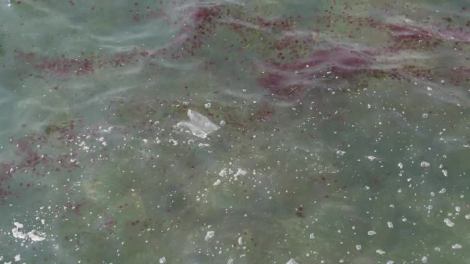 4k海水的红色污染
