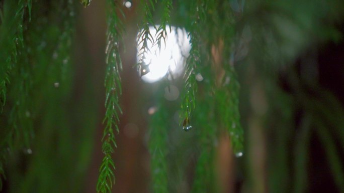 夜晚的松树林丨4K丨原创实拍