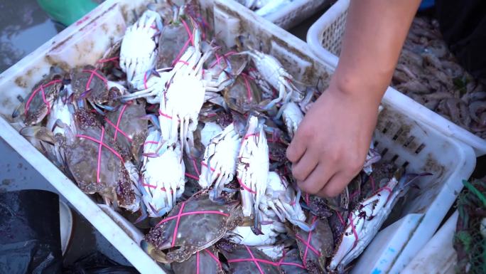 海鲜市场大螃蟹大虾八爪鱼等各类海鲜