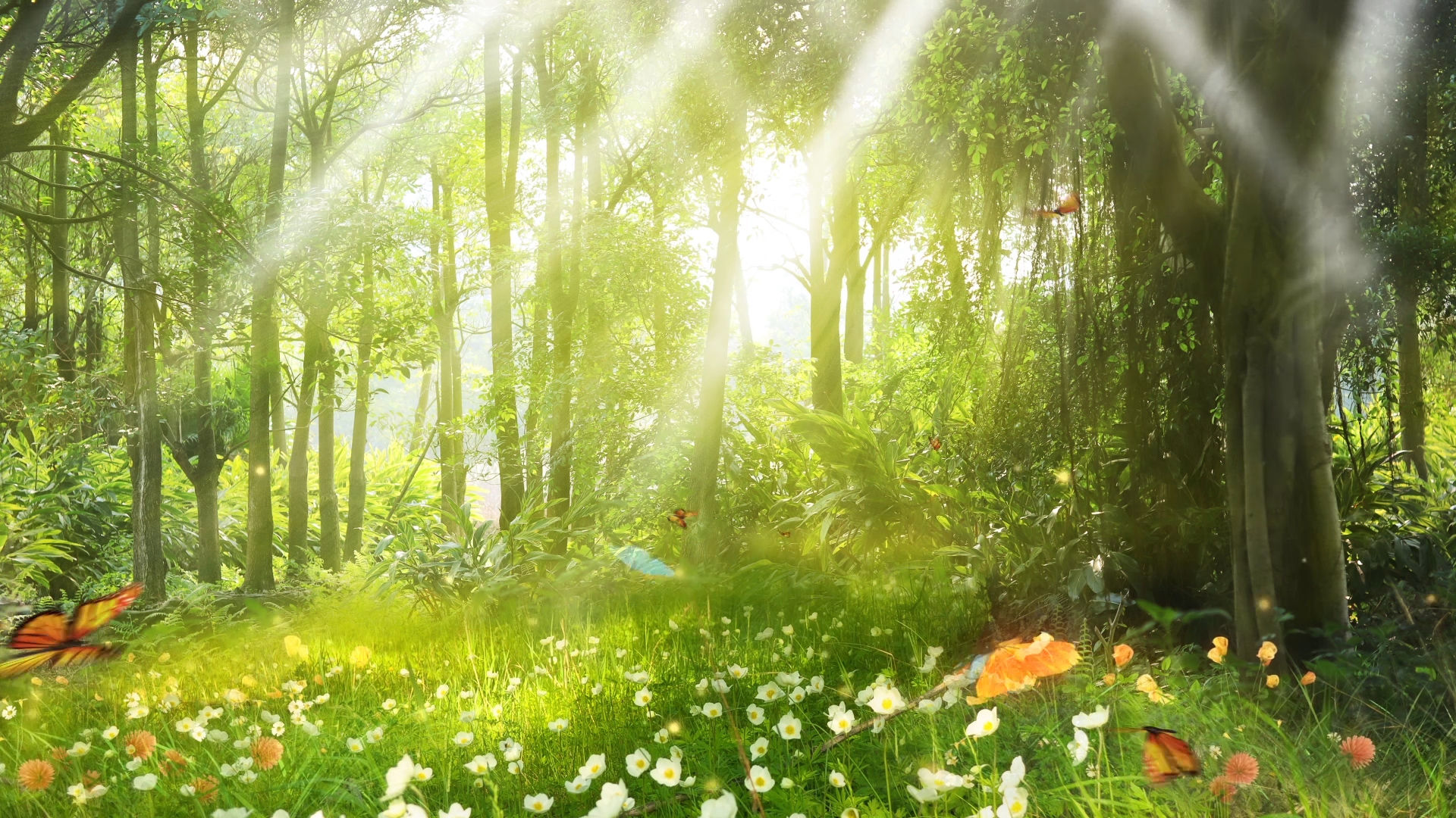 唯美森林阳光照射蝴蝶飞舞背景视频 19x1080 高清视频素材下载 编号 舞台背景 Vj师网www Vjshi Com 唯美森林阳光照射蝴蝶飞舞背景视频 19x1080 高清视频素材下载 编号 舞台背景 Vj师网www Vjshi Com