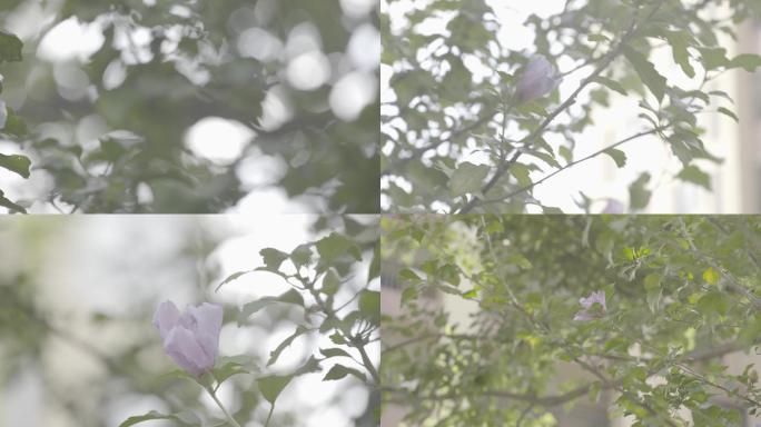 「有版权」4K原素材-风中摇曳的木槿花
