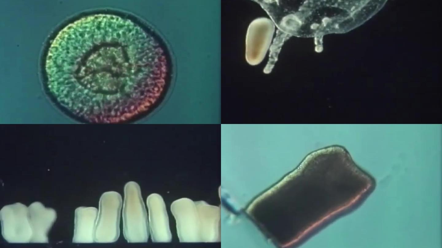 月牙水母的生命周期