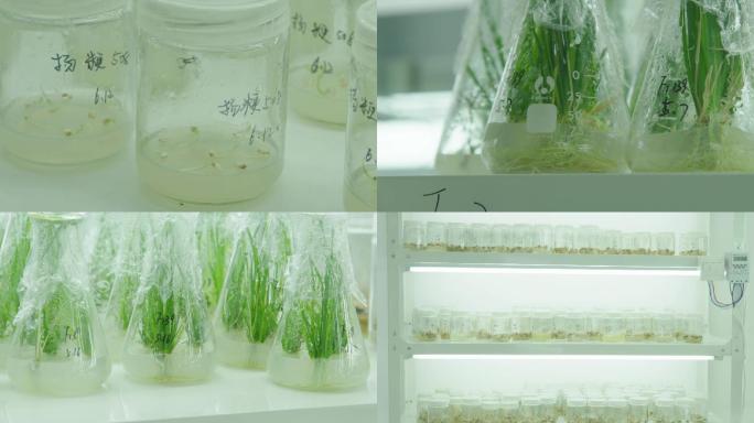 实验室水稻科研人员3