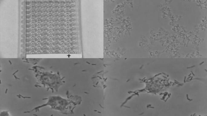 上世纪生物医学实验室