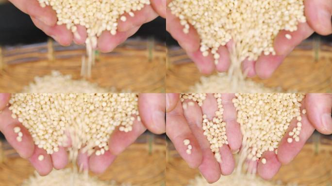 高粱米收获