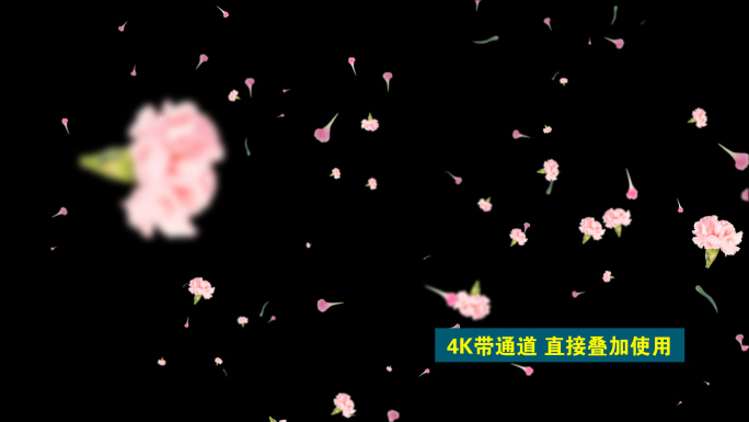 4K浅粉色康乃馨花瓣飘