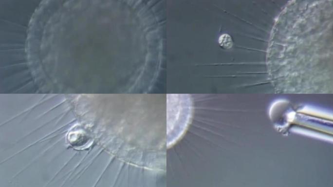 02上世纪研究单细胞生物活动