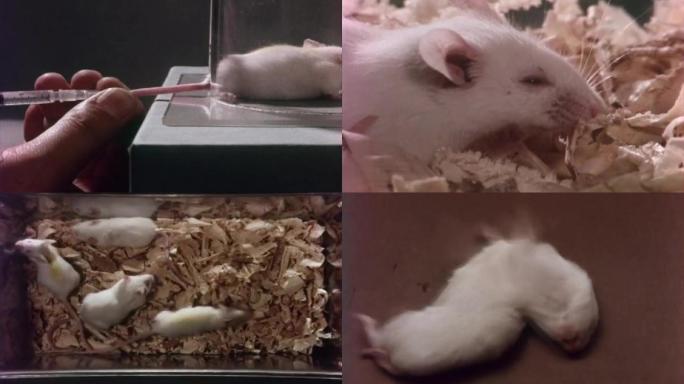 上世纪抗生素研究、小白鼠实验