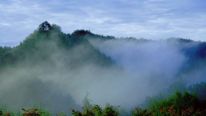 森林清晨云雾流动丨4K丨原创
