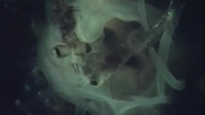 02月牙水母的生命周期
