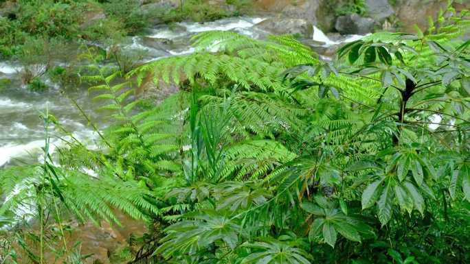 4K实拍赤水桫椤16组