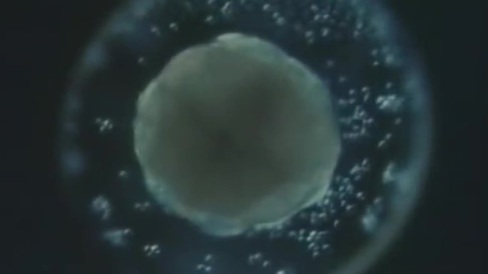 胚胎受孕发育过程