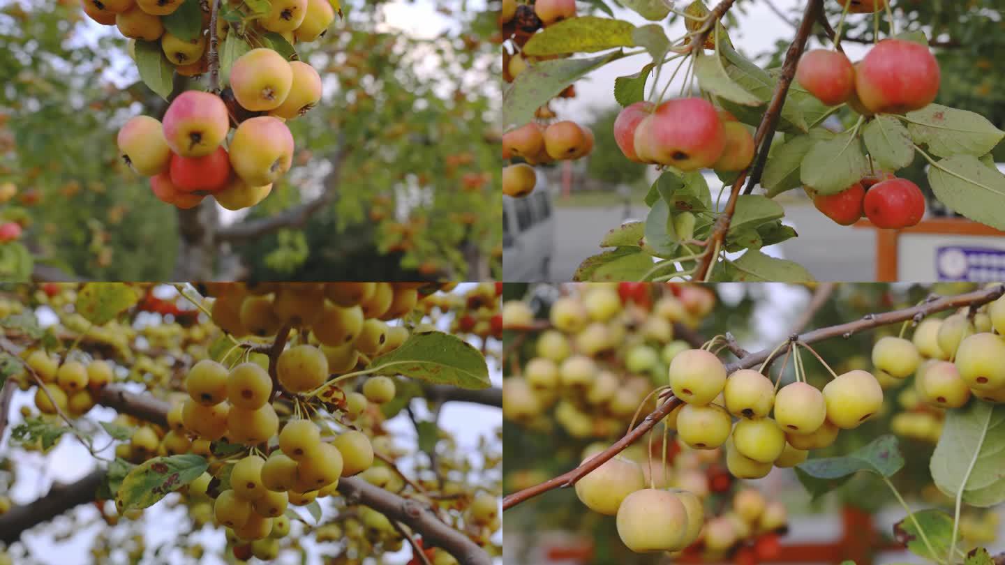 4K高清视频小山果小苹果