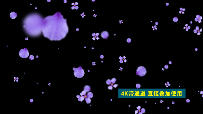 4K紫罗兰花瓣飘花瓣雨