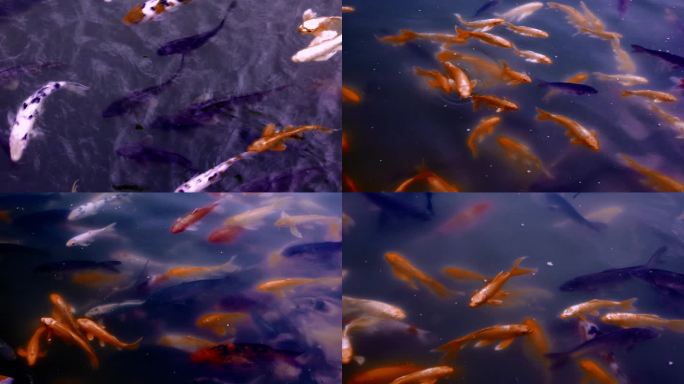 4K高清拍摄池中的红鲤鱼鱼塘