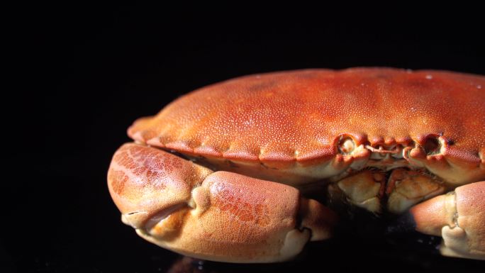 【4K正版】面包蟹