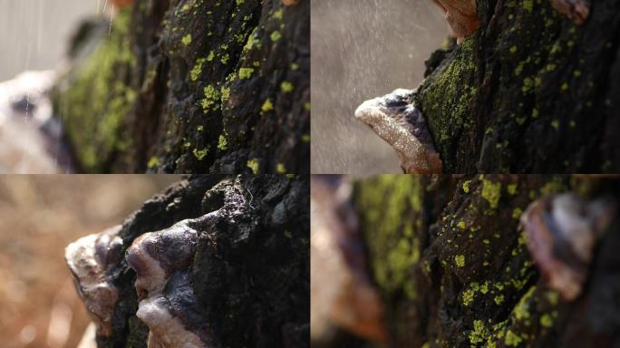枯木绿色植物苔藓4k-下雨古树上