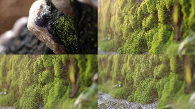 苔藓，青苔，春雨中，北方枯木逢春