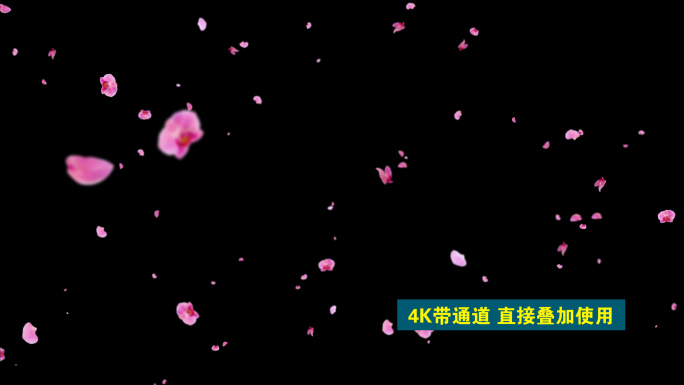 4K兰花飘兰花雨花瓣飘