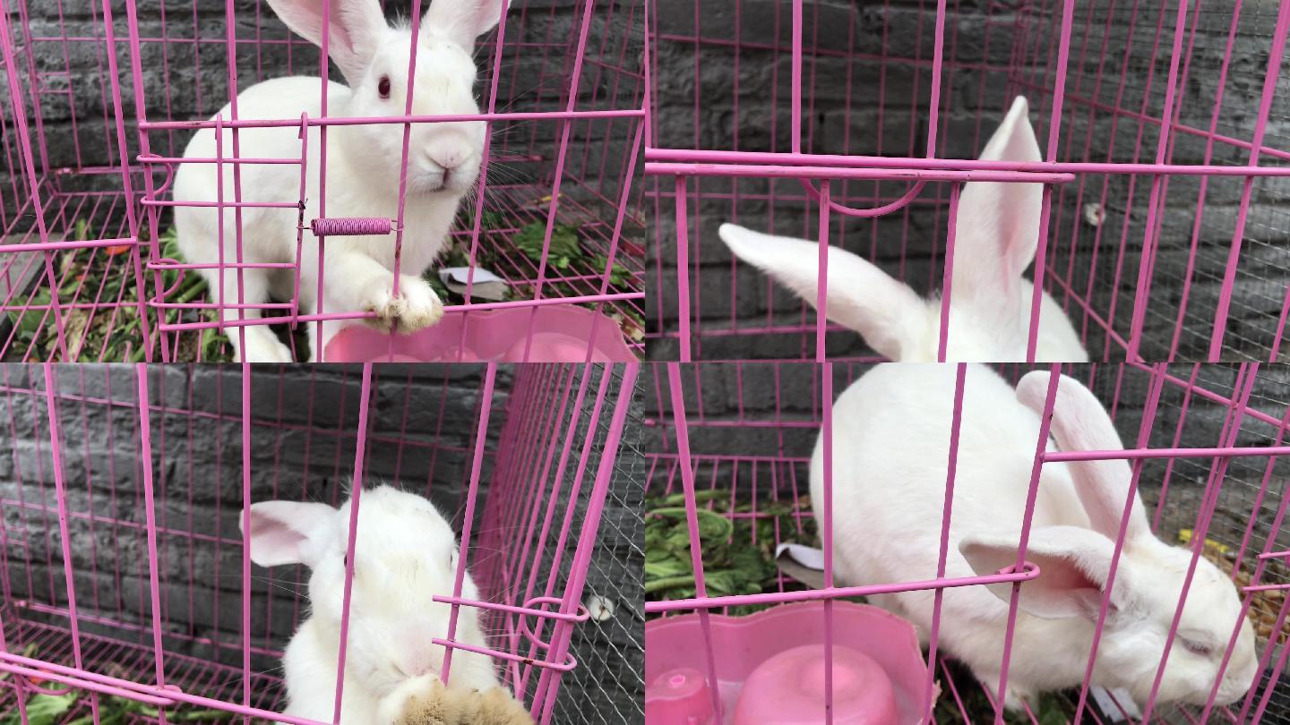 笼中小白兔实拍视频1