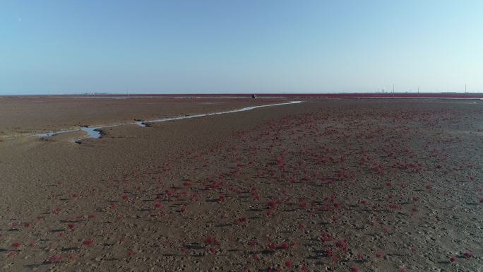 实拍沿海湿地泥滩