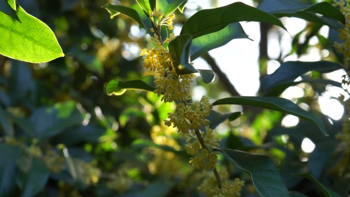 桂花树素材桂花香4K桂花素材