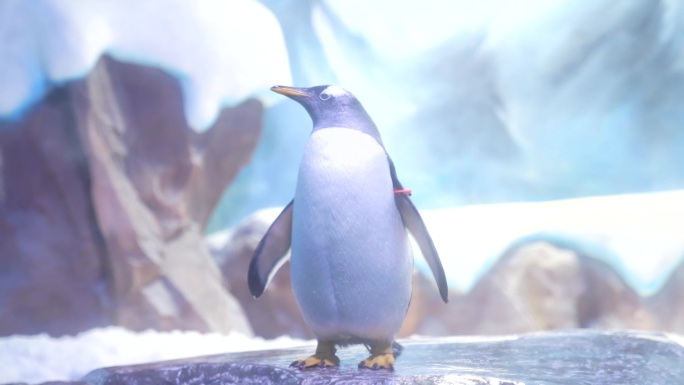 企鹅海洋馆高清视频素材（含音乐）