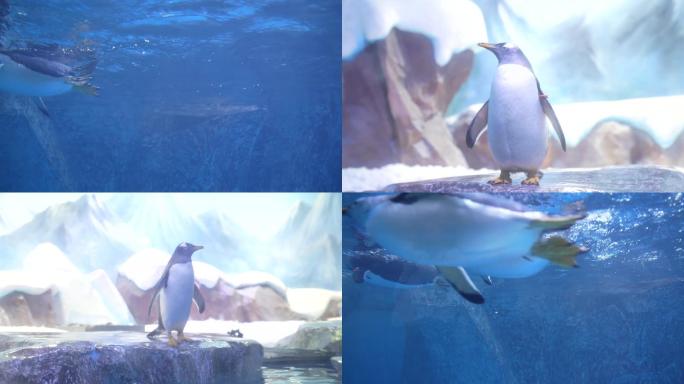 企鹅海洋馆高清视频素材（含音乐）