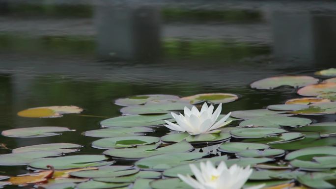 莱芜汶源书院睡莲