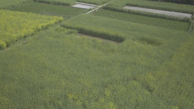 成都崇州油菜花网红路重庆路4k