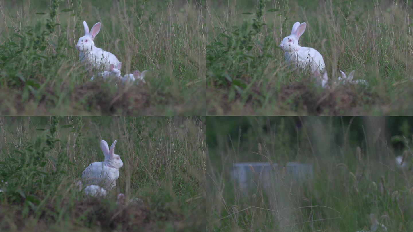 草地上的兔子06
