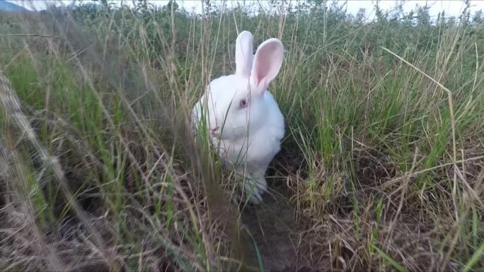 草地上的兔子03