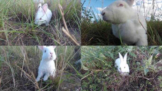 草地上的兔子07