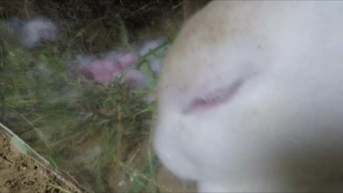 母兔子生小兔子