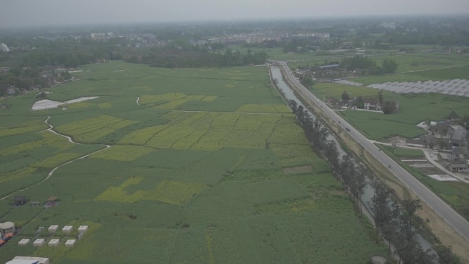 成都崇州油菜花网红路重庆路4k原