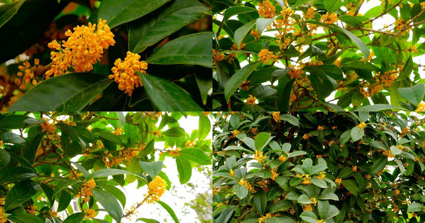 桂花 4096x2160 高清视频素材下载 编号 实拍视频 Vj师网www Vjshi Com 桂花 4096x2160 高清视频素材下载 编号 实拍视频 Vj师网www Vjshi Com