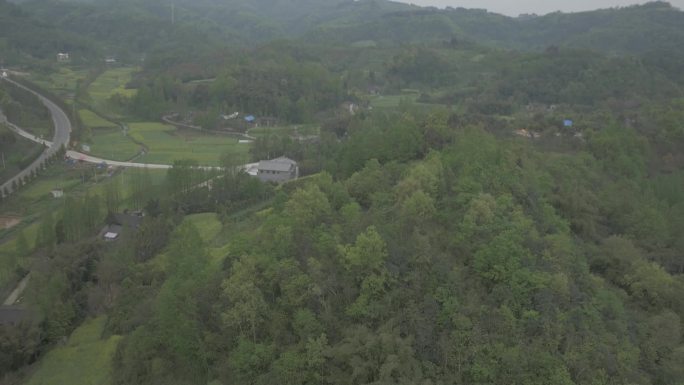 成都崇州油菜花网红路重庆路4k