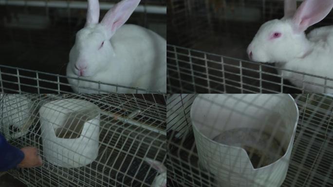 兔子养殖02