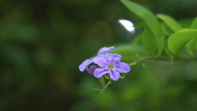 花朵落叶