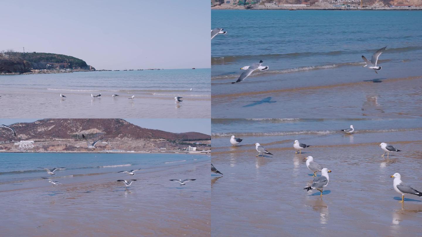 6海鸥海边飞翔