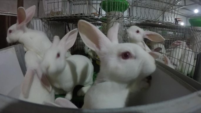 兔子养殖04
