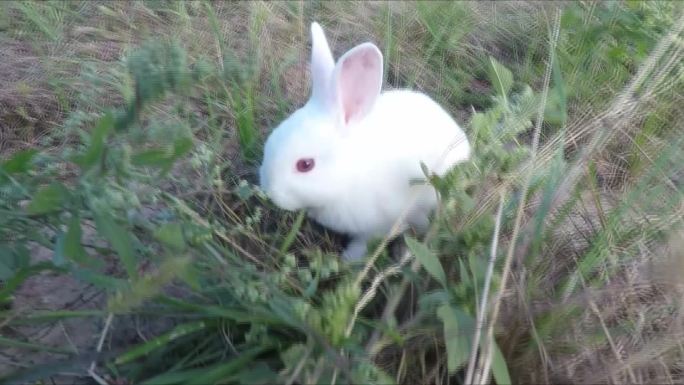 草地上的兔子02