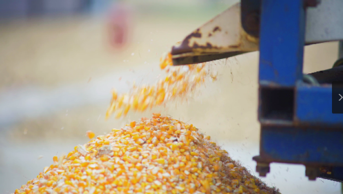 玉米丰收的喜悦丨4K丨原创实拍