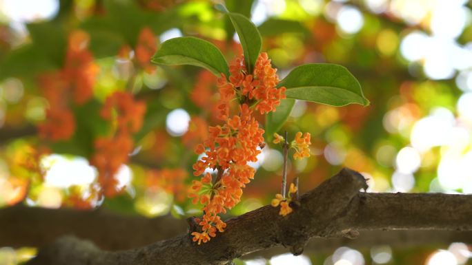 金桂花特写金桂花树4K素材