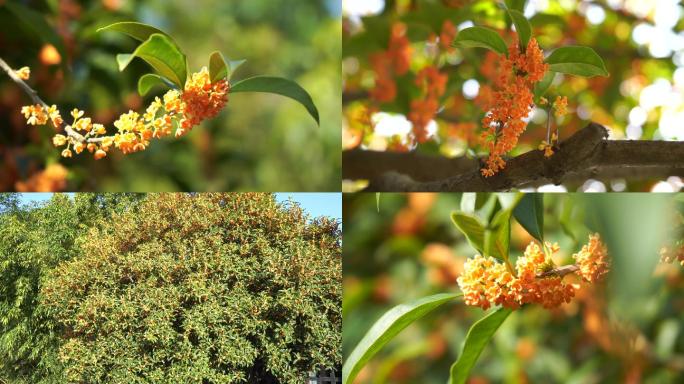 金桂花特写金桂花树4K素材