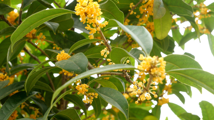 桂花树