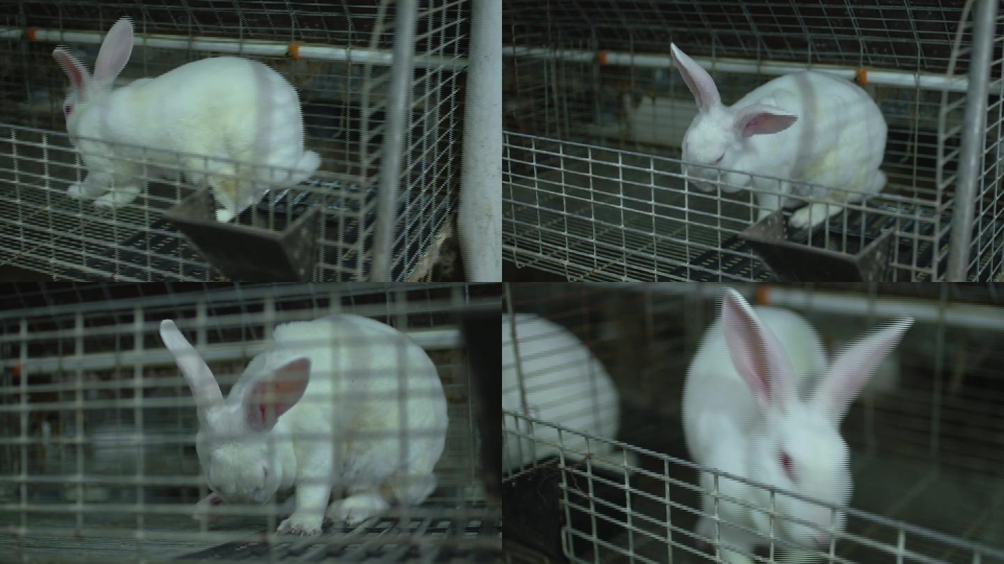 兔子养殖01