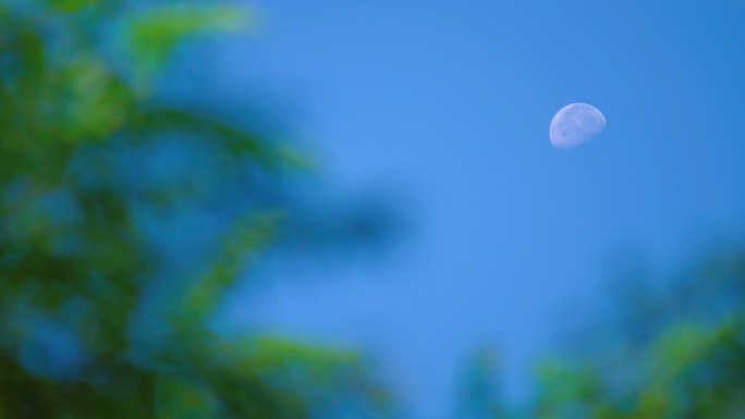 树梢上月亮丨4K丨原创